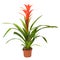 Bromeliad plant