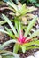 Bromeliad Plant.