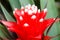 Bromeliad plant