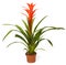 Bromeliad plant