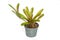 Bromeliad plant in flowerpot