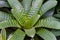 Bromeliad plant in green house