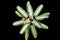 Bromeliad plant: Neoregelia \\\'Moondust\\\', a hybrid with variegated leaves