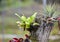 Bromeliad and plant on Stump