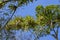 Bromeliad planted on the tree. Tree for garden decoration. Detail of tree top, with bromeliads growing in its trunk.