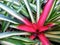 Bromeliad with red center and variegated leaves