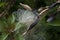 Bromeliad Seed Pod with Feathery Seeds Detail Closeup