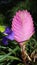 Bromeliad Tillandsia cyanea, evergreen bromeliad common name pink quill