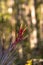Bromeliad Tillandsia flowers bloom on the side of a cypress tree