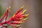 Bromeliad Tillandsia flowers bloom on the side of a cypress tree