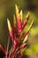 Bromeliad Tillandsia flowers bloom on the side of a cypress tree