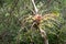 Bromeliad Tillandsia growing wild on the trunk of a tree