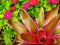 Bromeliad in vivid tropical colors