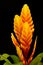 Bromeliad Vriesea carinata