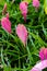 Bromeliad or vriesea splendens flower