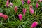 Bromeliad or vriesea splendens flower