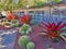 Bromeliads and cactus plants