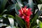 Bromeliads Flower