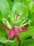 Bromeliads flower