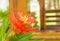 Bromeliads flower red beautiful natural in garden Scientific name Guzmania ligulata