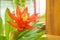 Bromeliads flower red beautiful natural in garden Scientific name Guzmania ligulata
