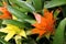 Bromeliads flowers Guzmania ligulata .