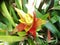 Bromeliads. Flowers . Magic Blooming in tropics. Special gardens