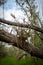 Bromeliads Grows in Branch Along Costal Prarie