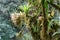 Bromeliads and moss growing on a tree branchs, Rainforest, Costa Rica