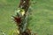 Bromeliads and moss on the tree. Poas Volcano nature.