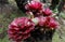 Bromeliads plants seen in tropical garden near Fort de France, Martinique island.