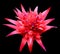 Bromeliads are tropical plants that come in all shapes and sizes.