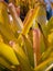 Bromeliads Vriesea tropical plant. scientific name Aechmea blanchetiana