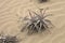 Bromelie in extreme drought conditions in the sand, Caral, Peru