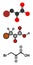 Bromopyruvic acid (3-bromopyruvic acid, 3-bromopyruvate) controversial cancer drug molecule. Stylized 2D renderings and