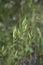 Bromus hordeaceus in bloom