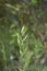 Bromus hordeaceus in bloom