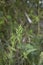 Bromus hordeaceus in bloom