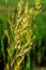 Bromus inermis, Bryce Canyon National Park