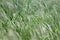 Bromus tectorum, downy brome, drooping brome or cheatgrass selective focus closeup macro grass rural background in wild