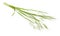Bromus tectorum, known as drooping brome or cheatgrass. Isolated