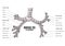 Bronchial Tree left main bronchus human anatomy