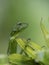 Bronchocela cristatella - Borneo Lizard
