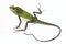 Bronchocela jubata, commonly known as the maned forest lizard, is a species of agamid lizard found mainly in Indonesia isolated on