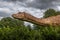 Brontosaurus Dinosaur in natural surroundings and in lifelike size