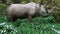 Brontotherium Grazing