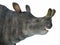 Brontotherium Mammal Head