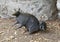 Bronze armadillo family at the Dallas Zoo in Texas.