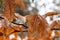 Bronze Autumn Foliage on a Tree Branch