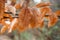 Bronze Autumn Leaves with Bokeh Foliage